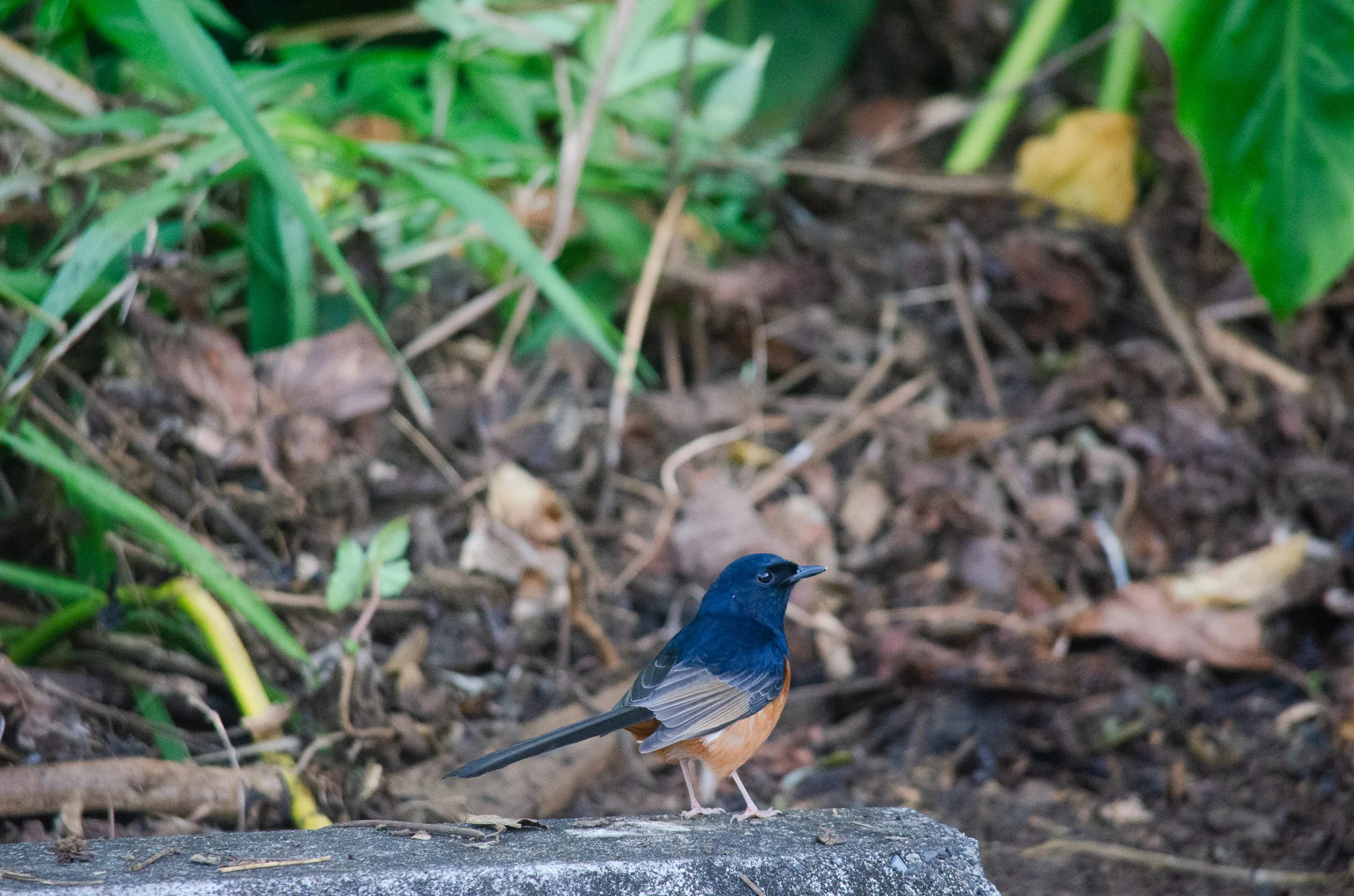 Birdwatching at Kīlauea Lighthouse 5