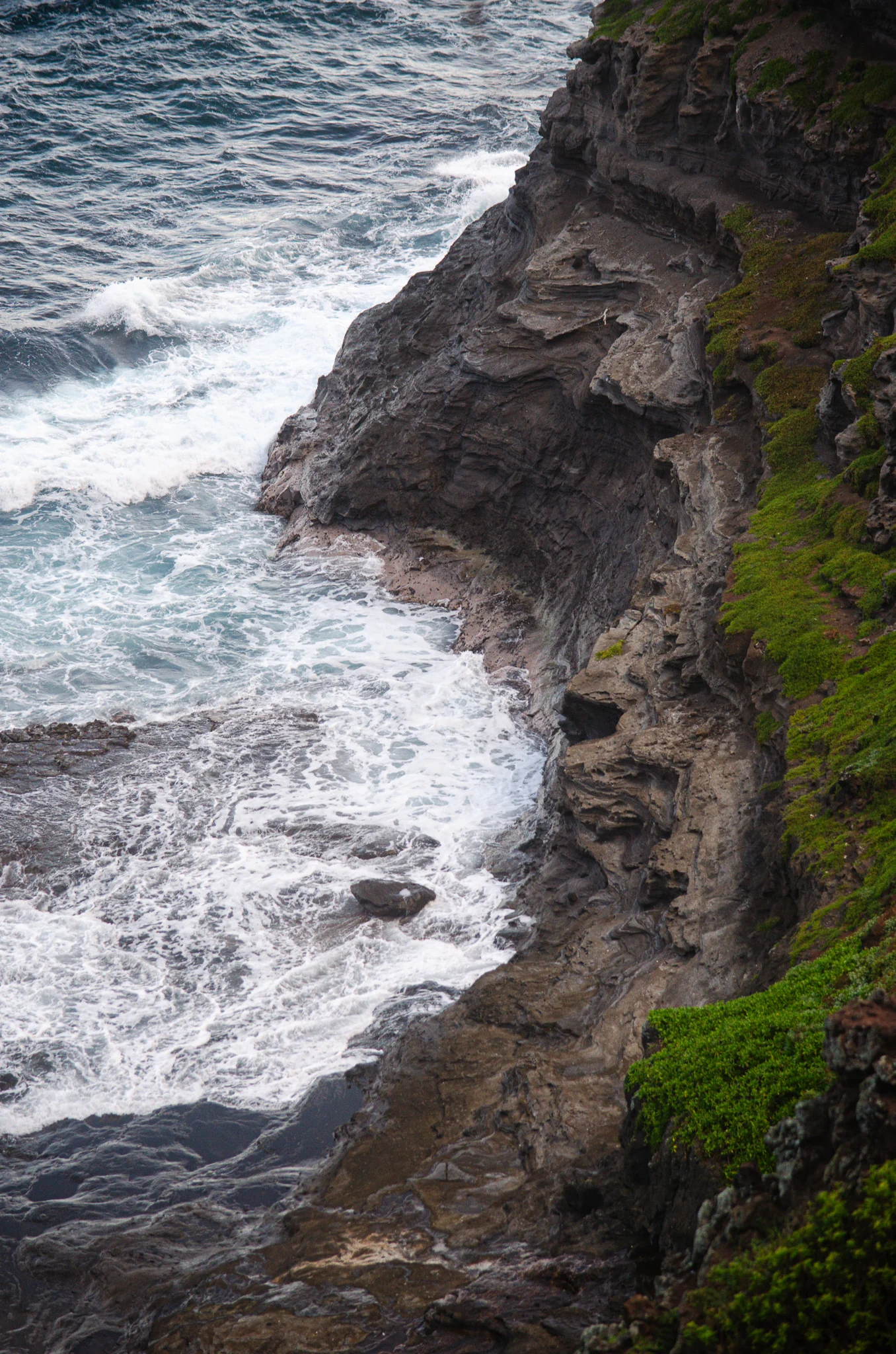Birdwatching at Kīlauea Lighthouse 2