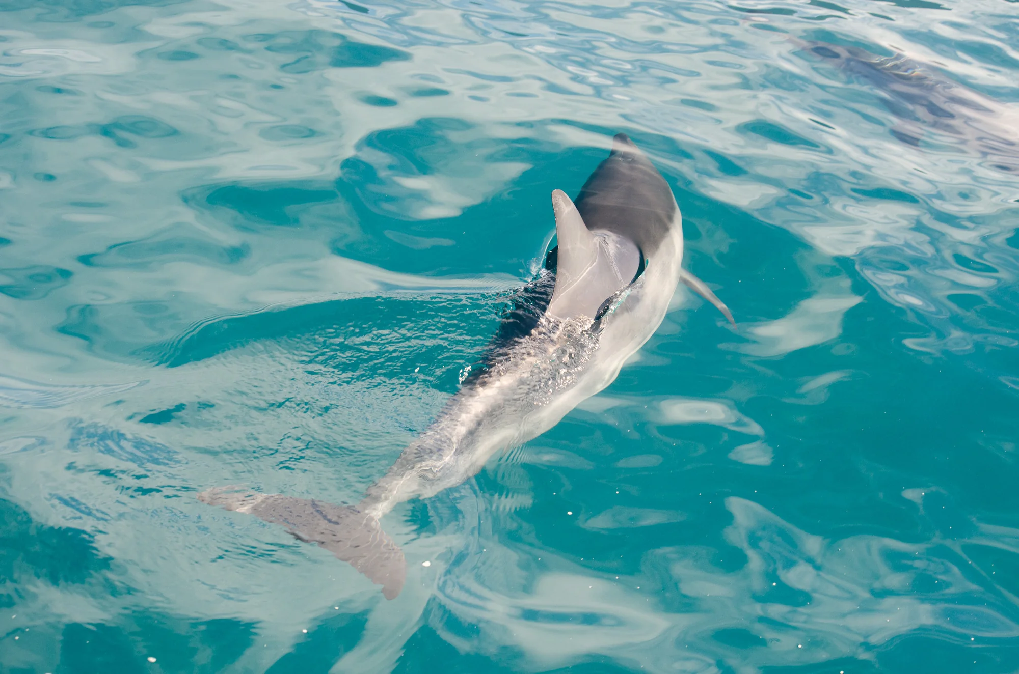 Snorkeling and Sailing 1