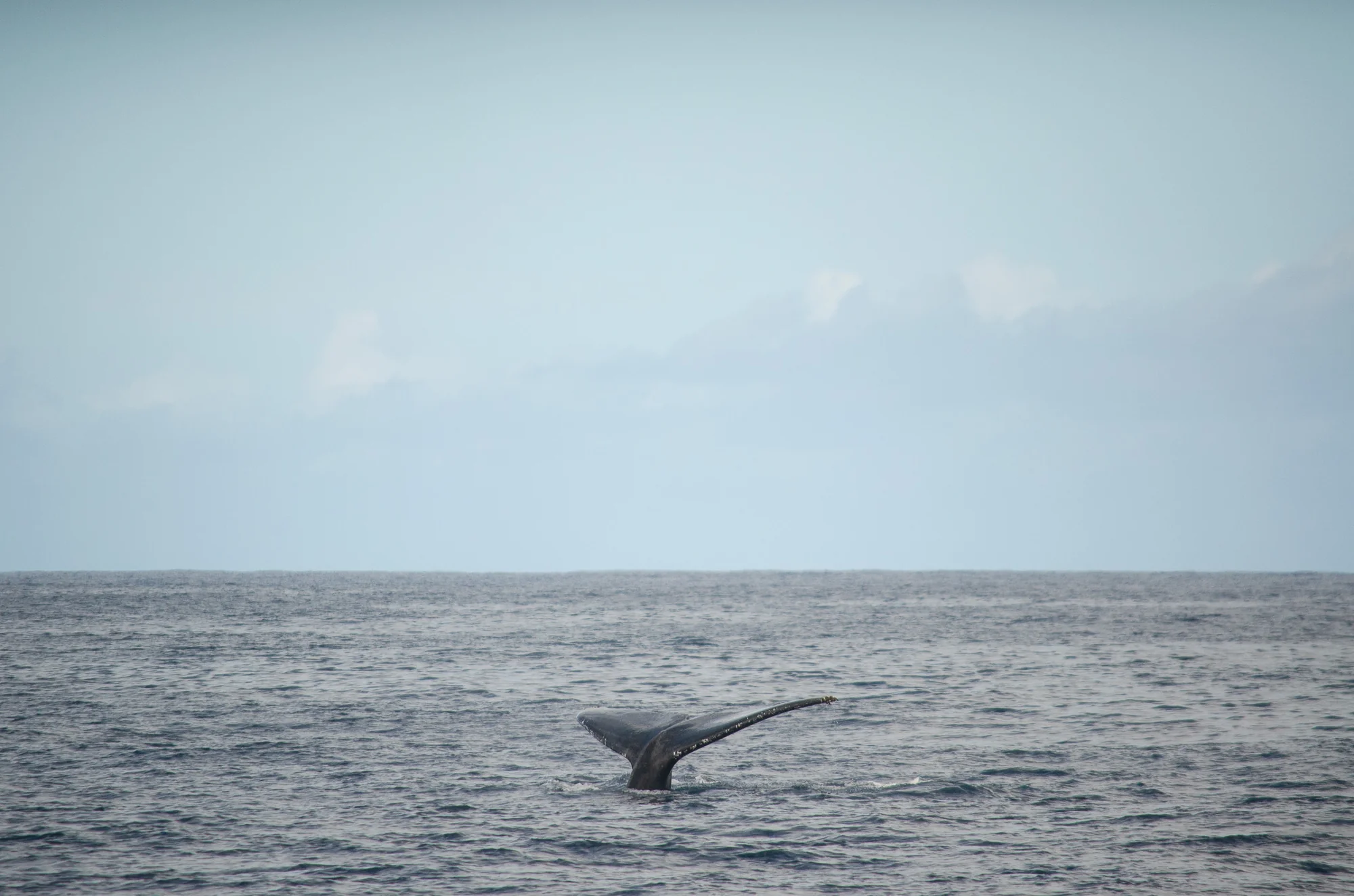 Snorkeling and Sailing 6
