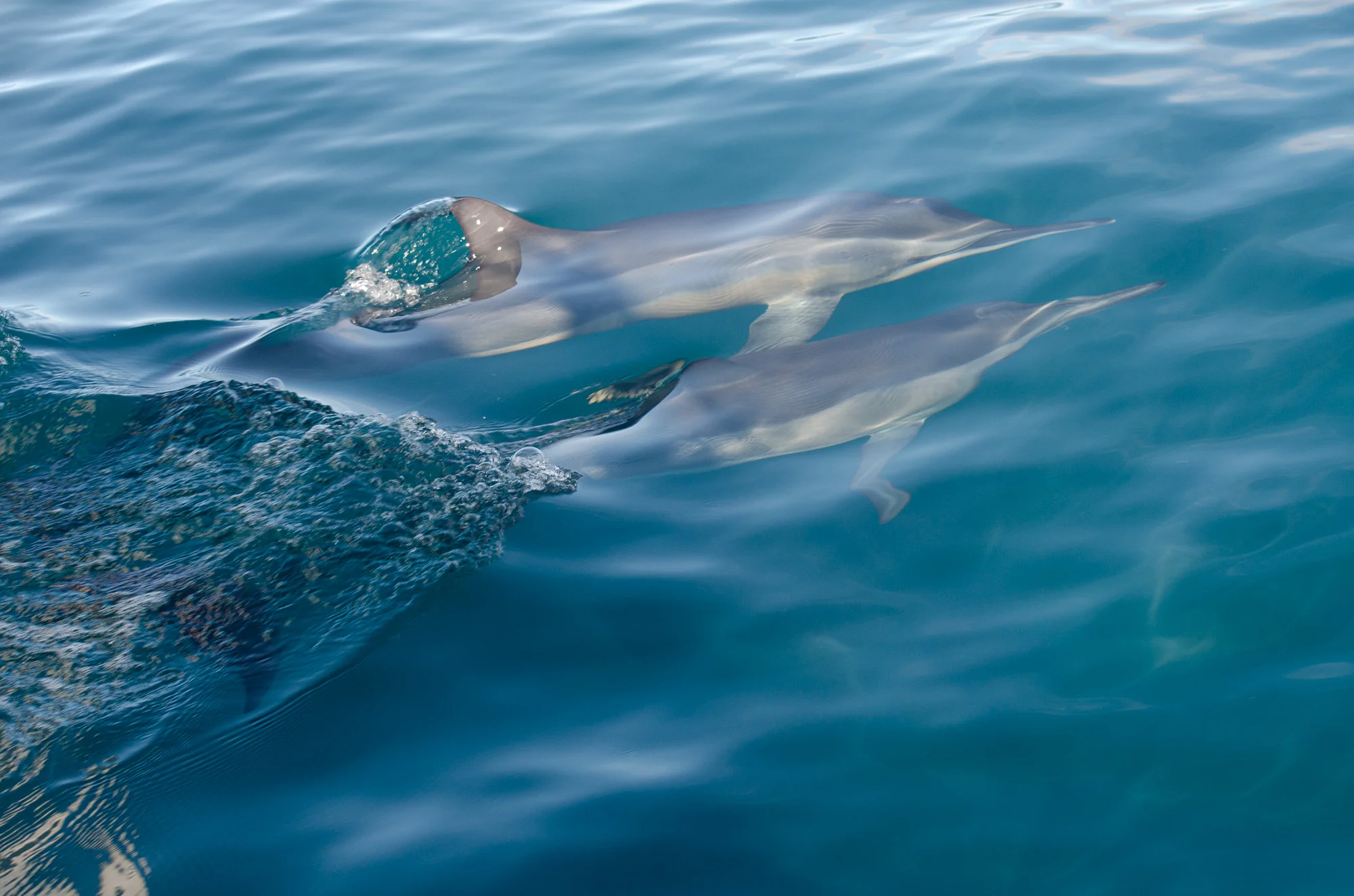 Snorkeling and Sailing 2