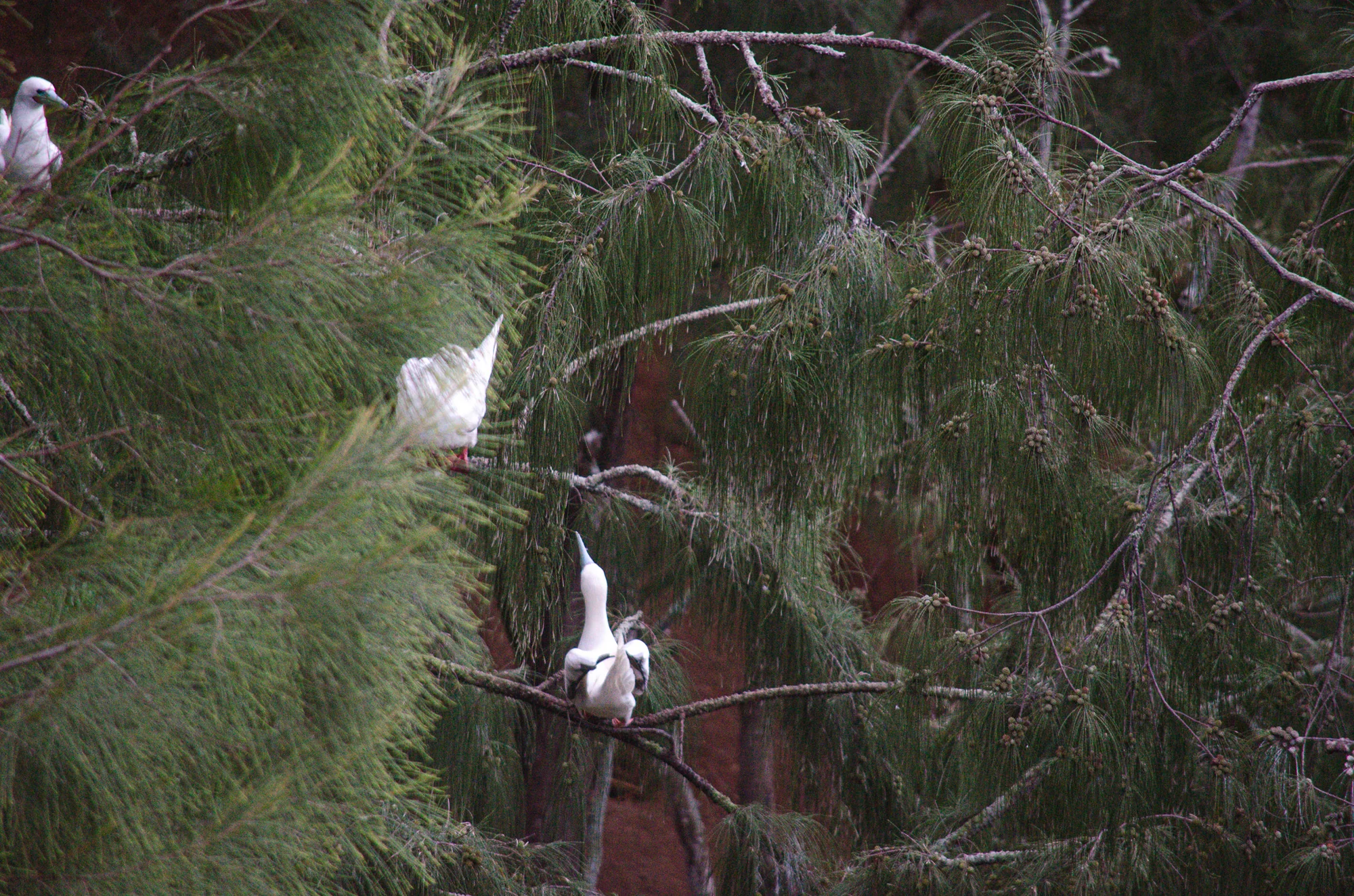 Birdwatching at Kīlauea Lighthouse 3