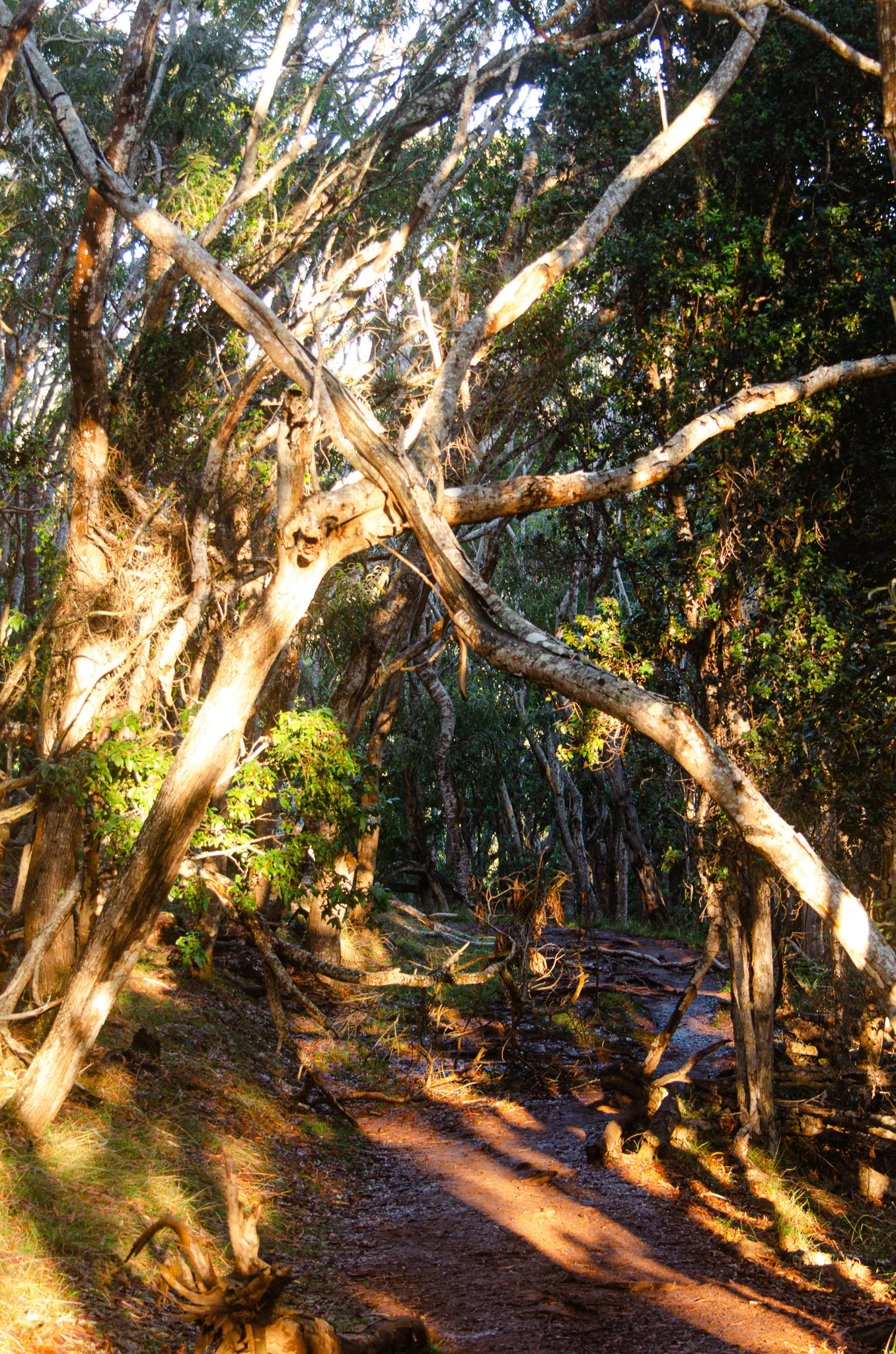 Waimea Canyon State Park 5