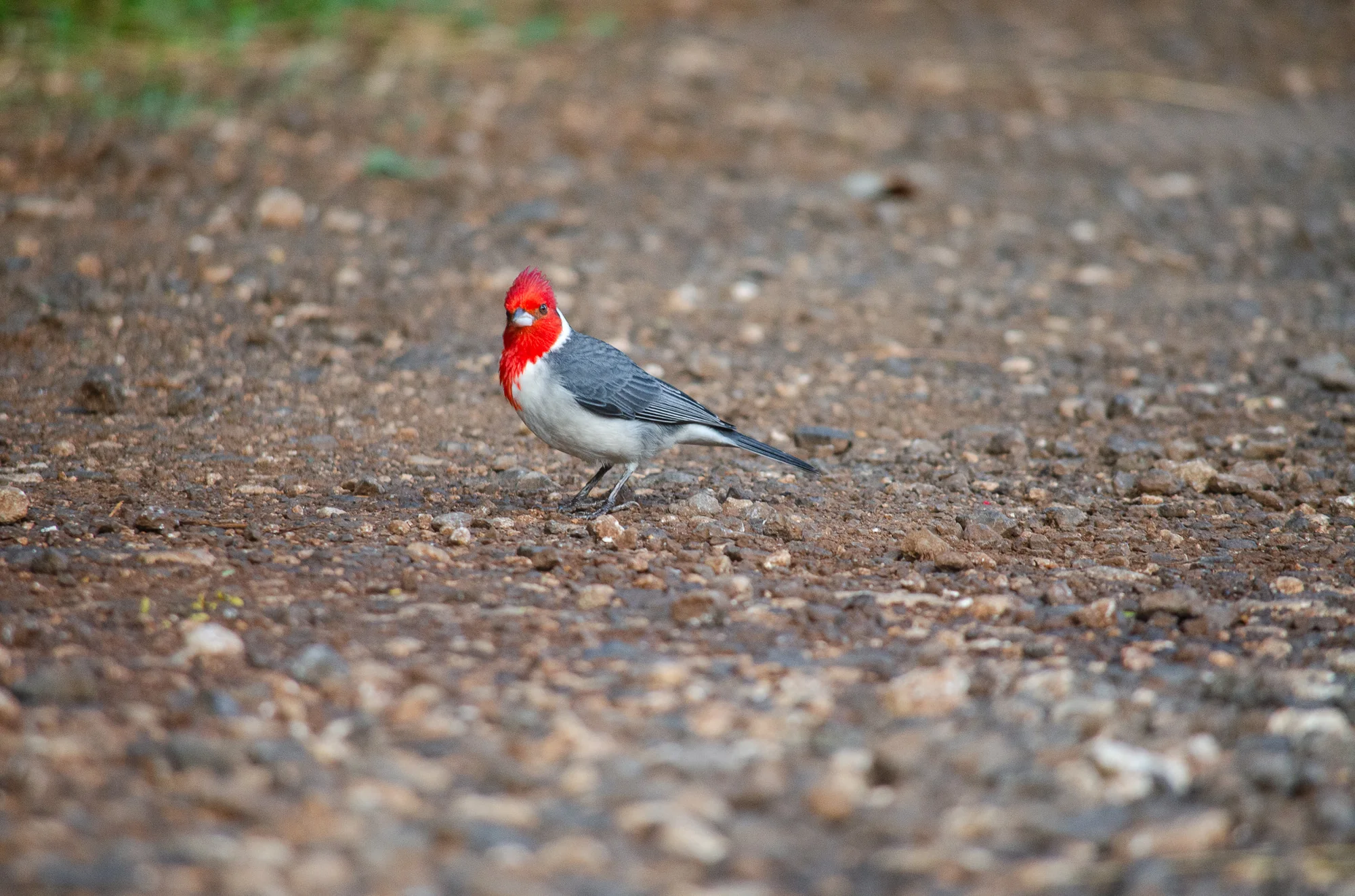 Birdwatching at Kīlauea Lighthouse 4