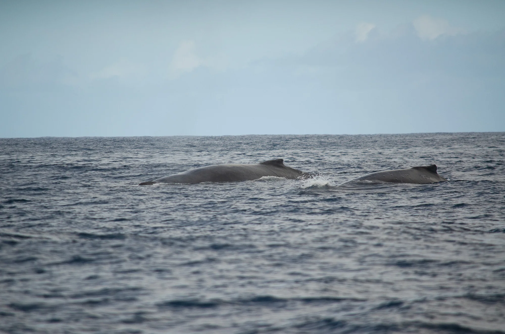 Snorkeling and Sailing 5