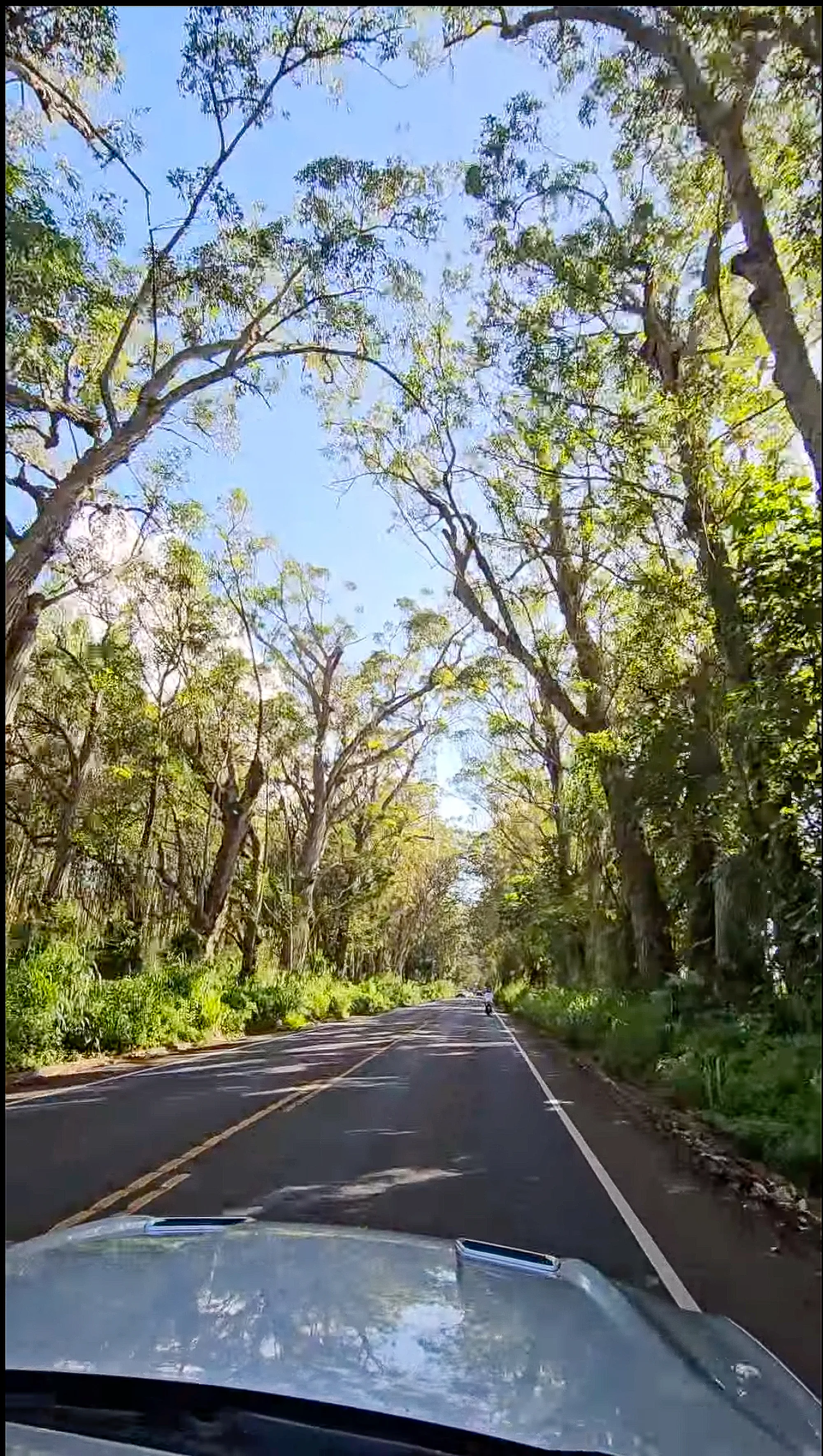 Drive Through Tree Tunnel 1