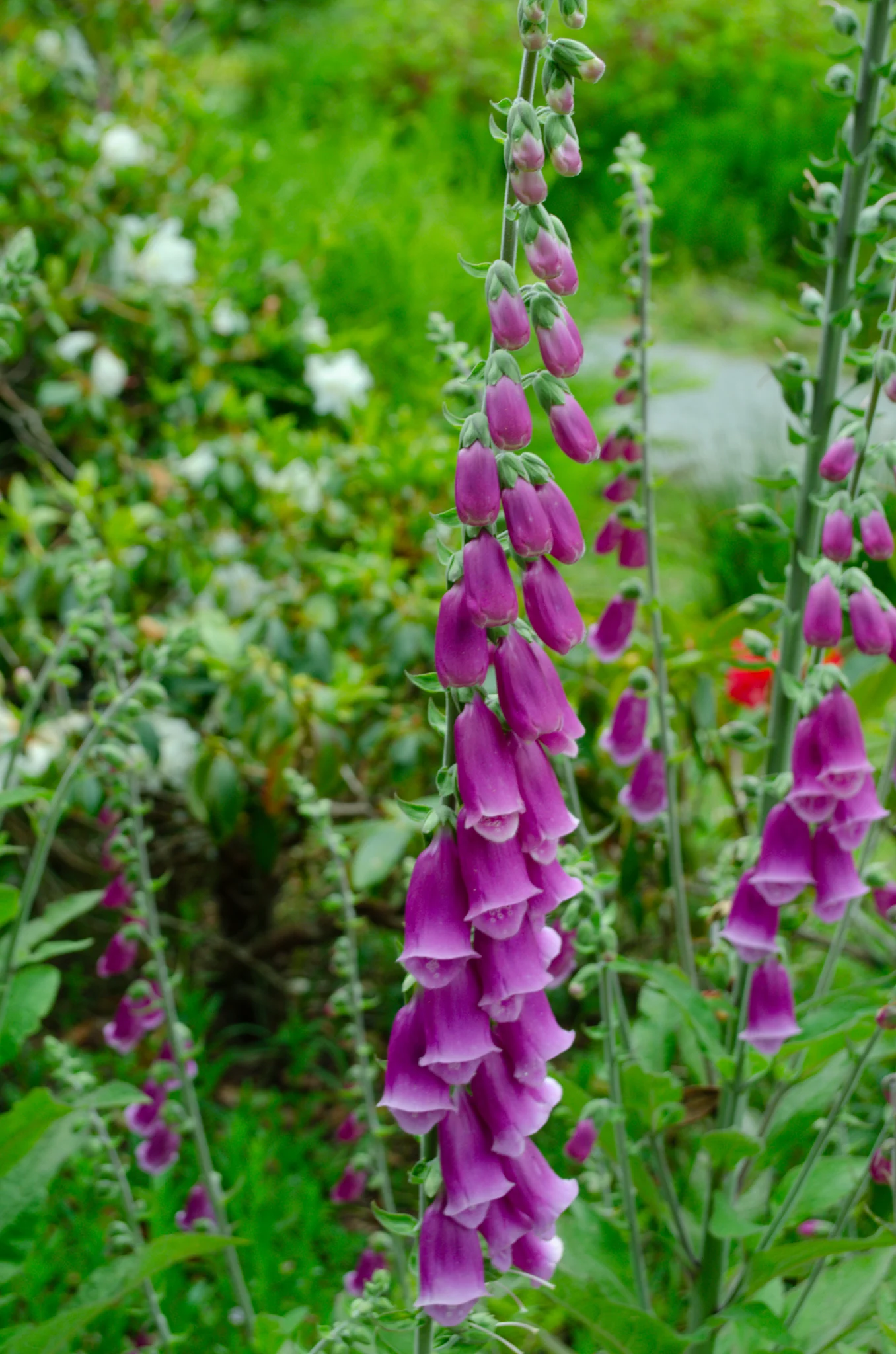 Mendocino Coast Botanical Gardens 12