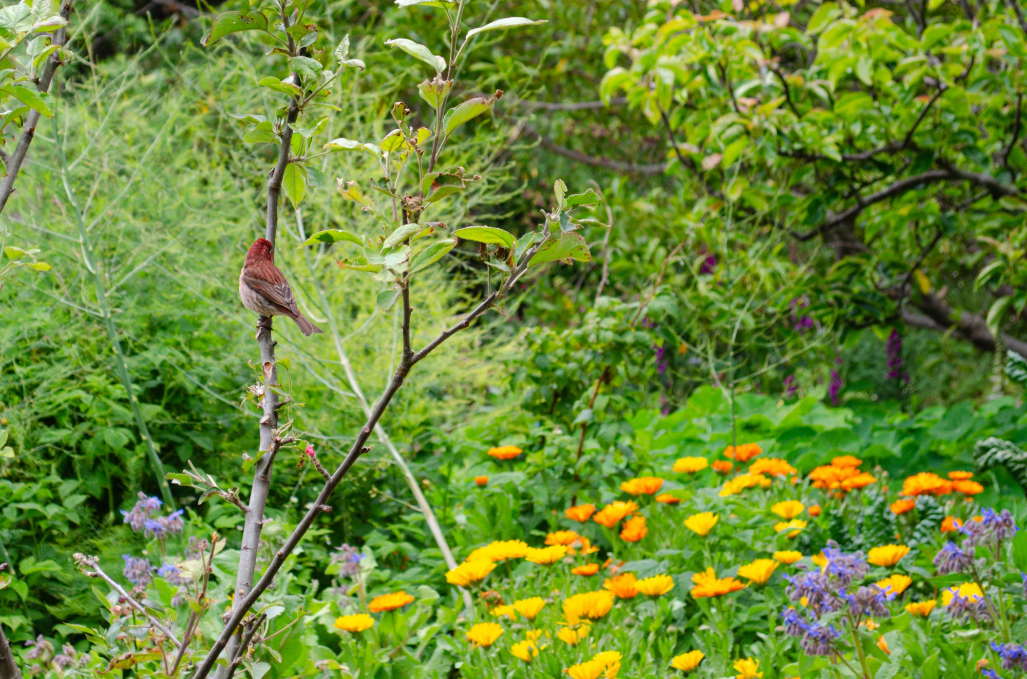 Mendocino Coast Botanical Gardens 19