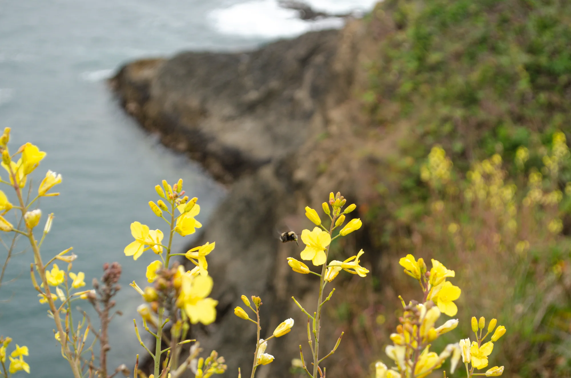 Mendocino Headlands State Park 3