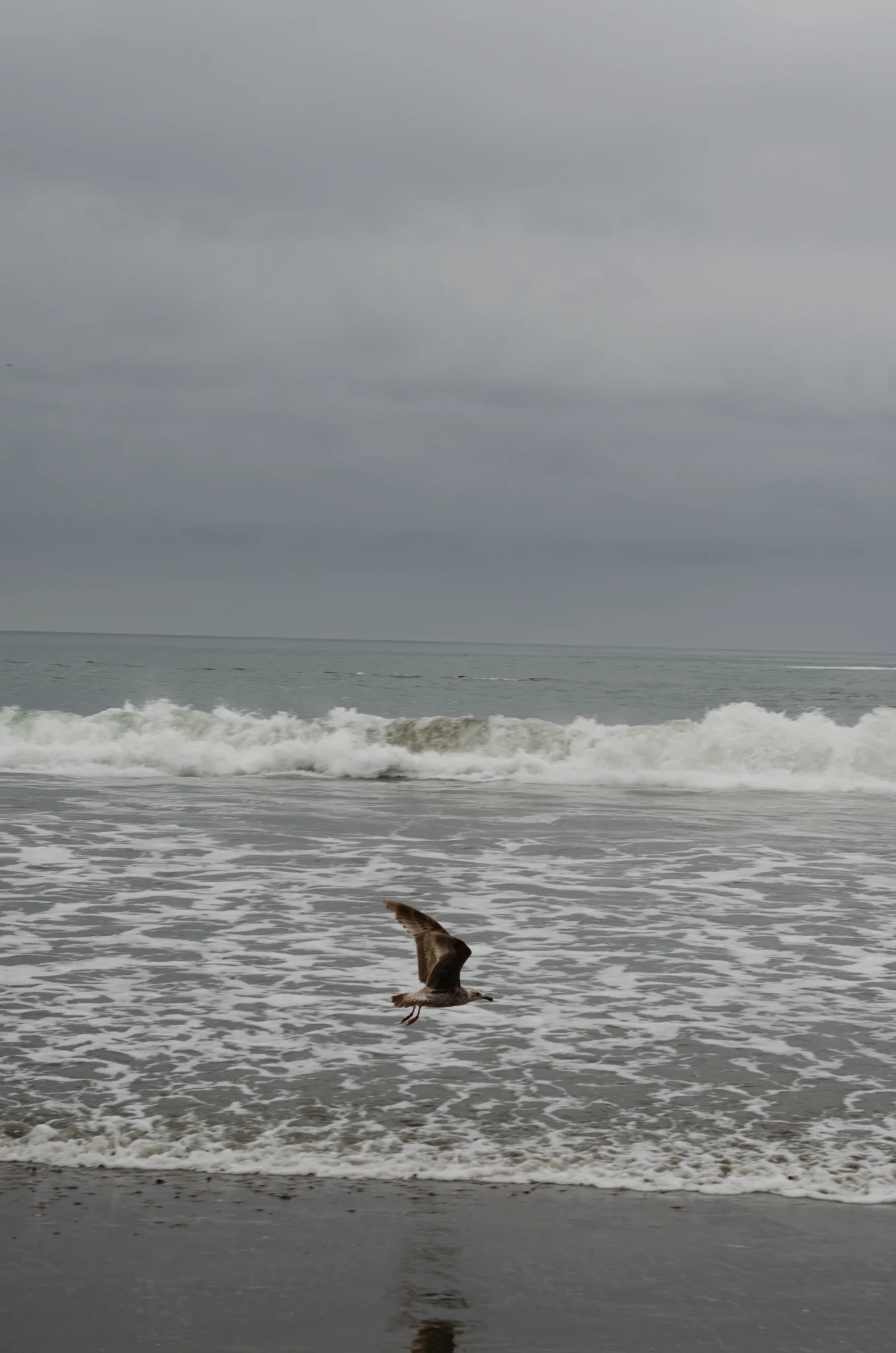 Goat Rock Beach 9