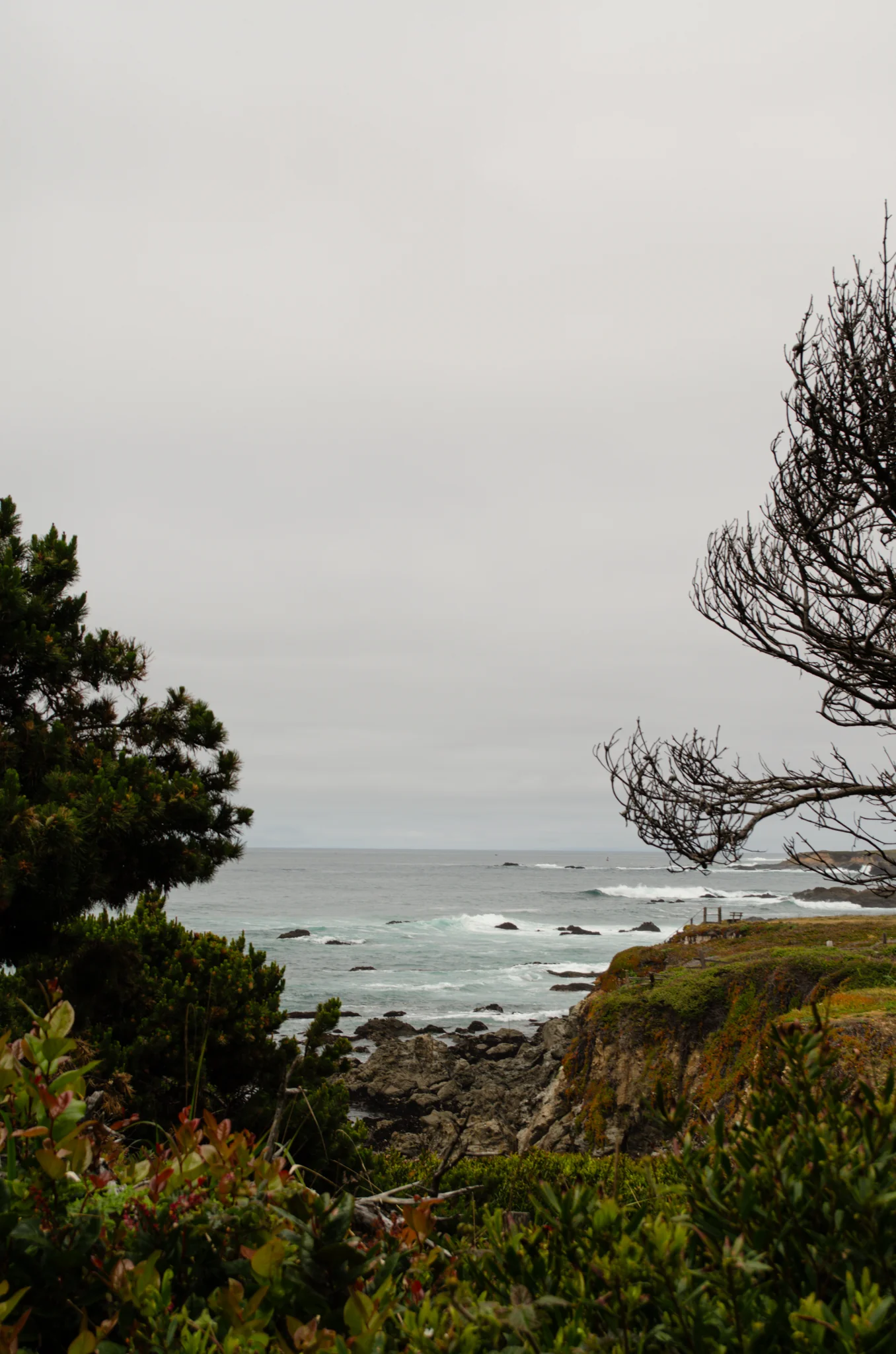 Mendocino Coast Botanical Gardens 15