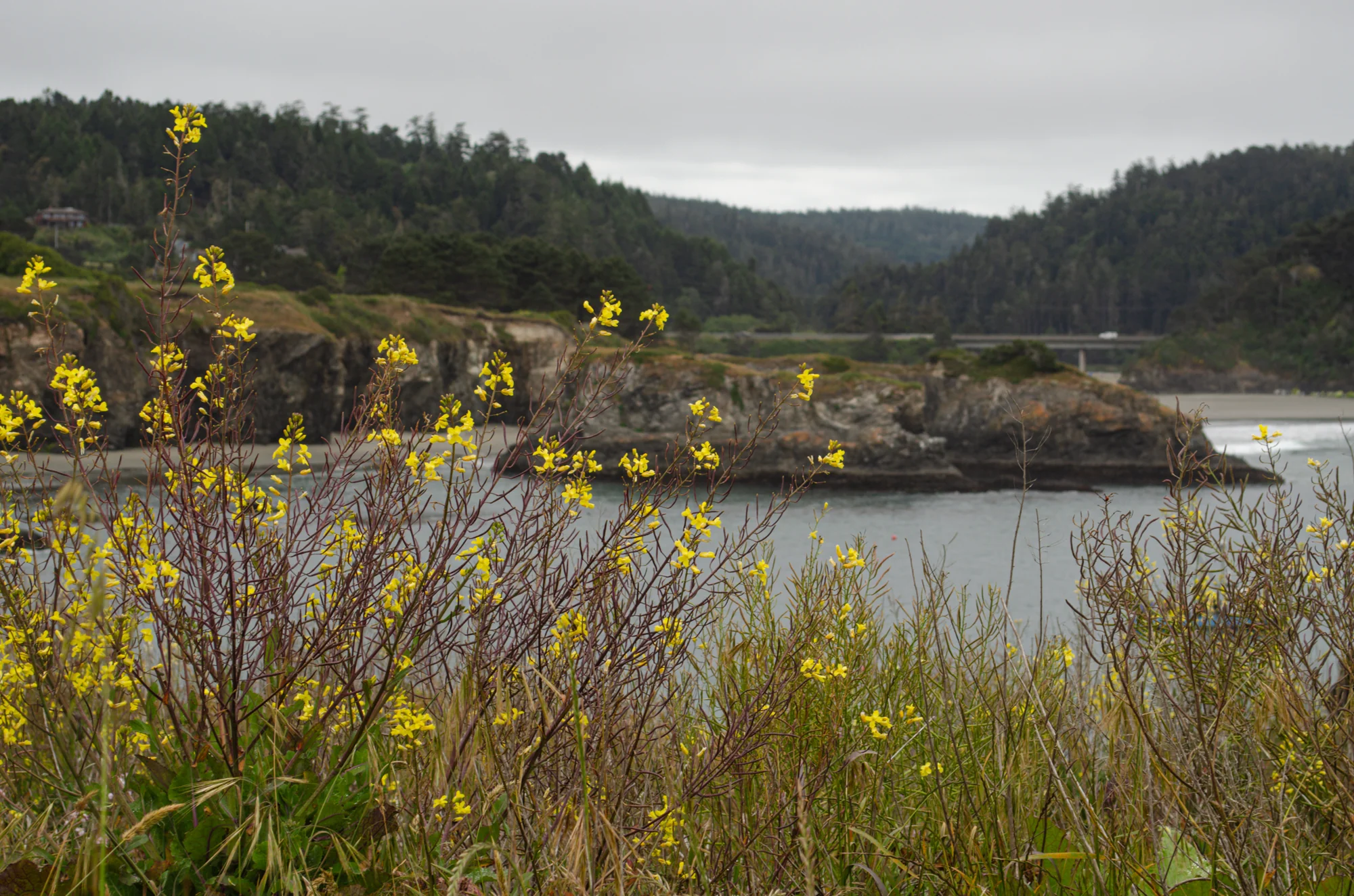Mendocino Headlands State Park 4
