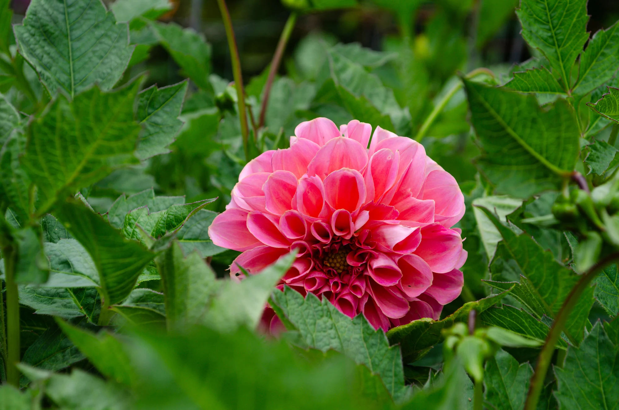 Mendocino Coast Botanical Gardens 17