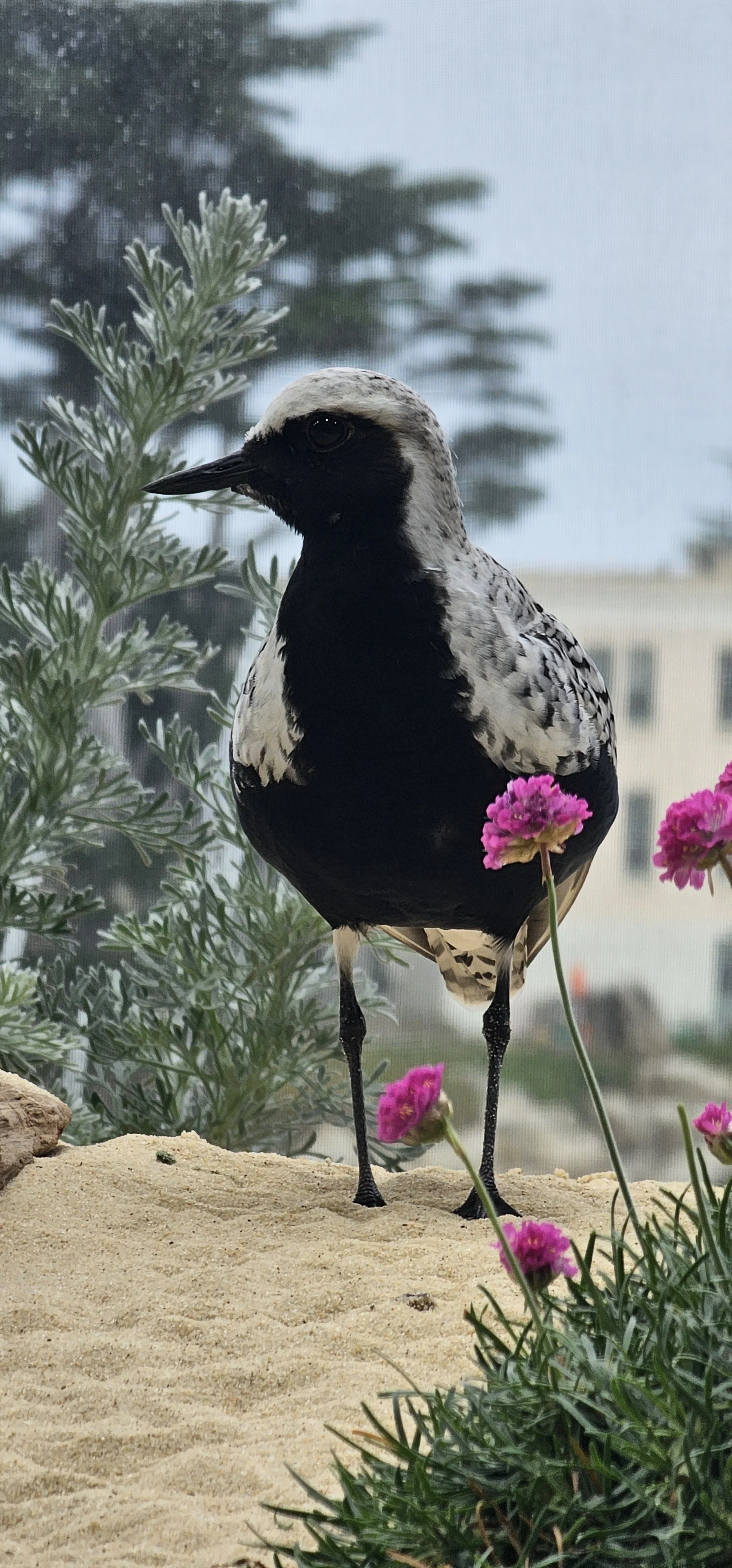 Monterey Bay Aquarium 7