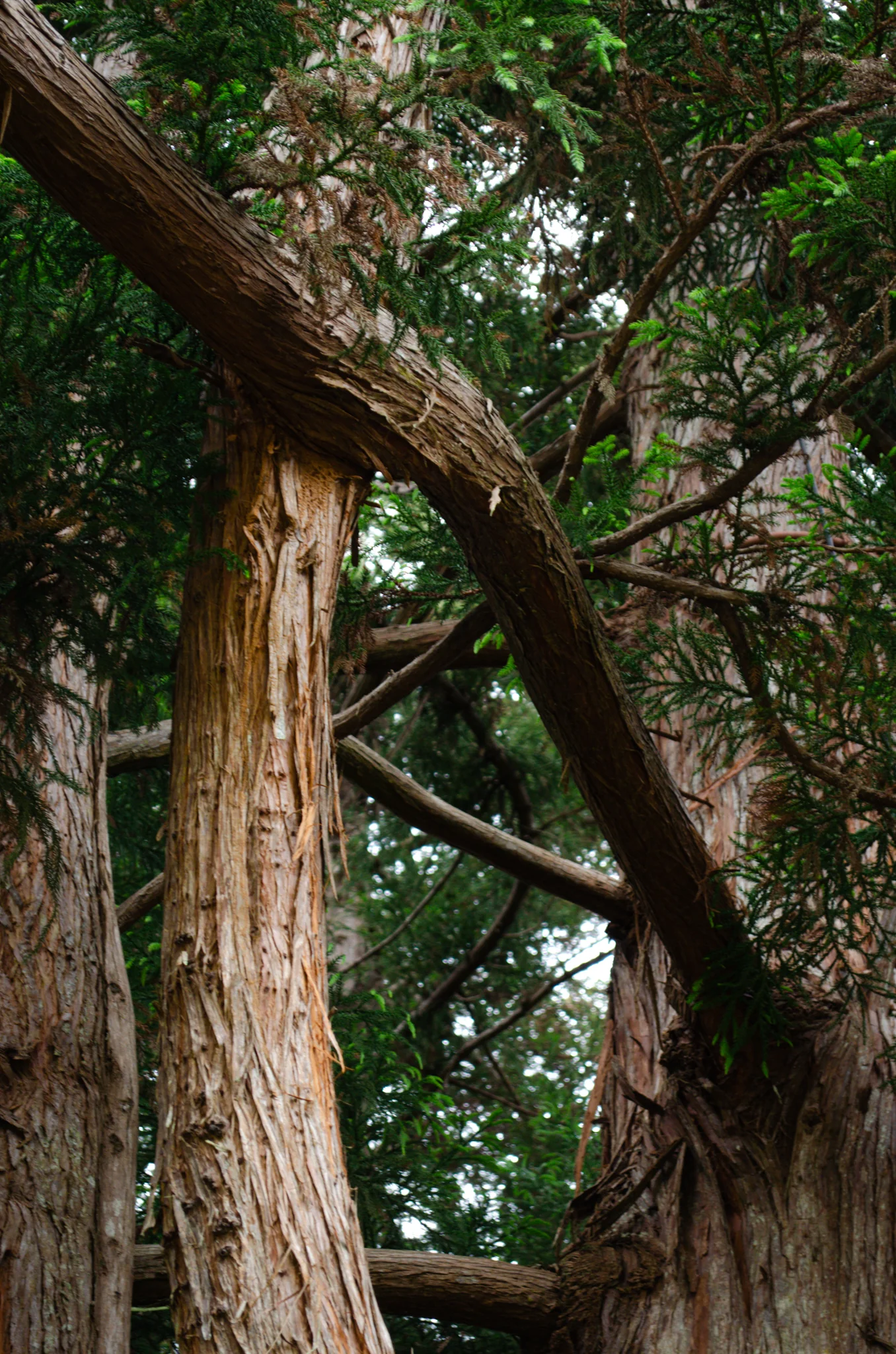 Mendocino Coast Botanical Gardens 10