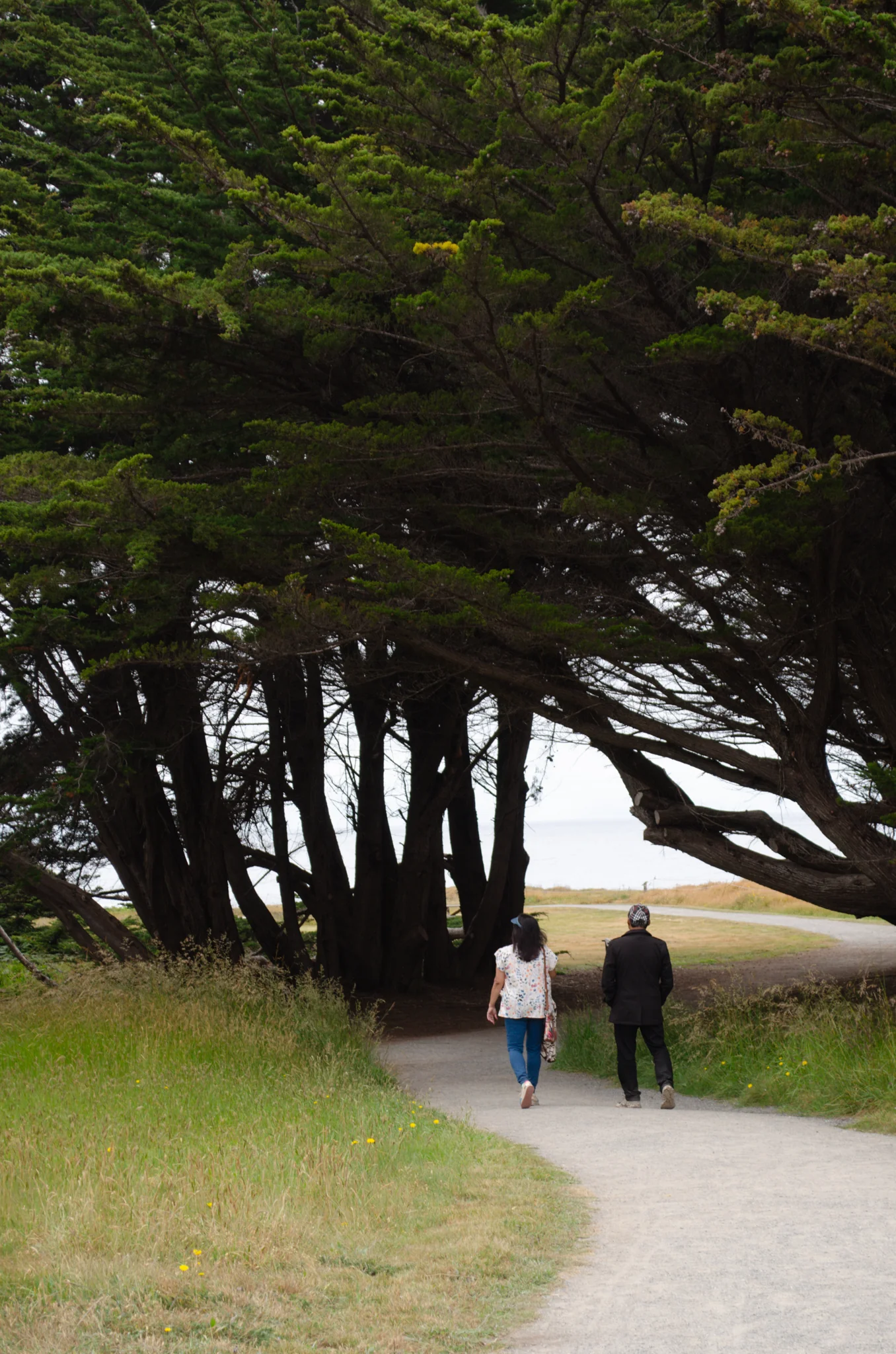 Mendocino Coast Botanical Gardens 16