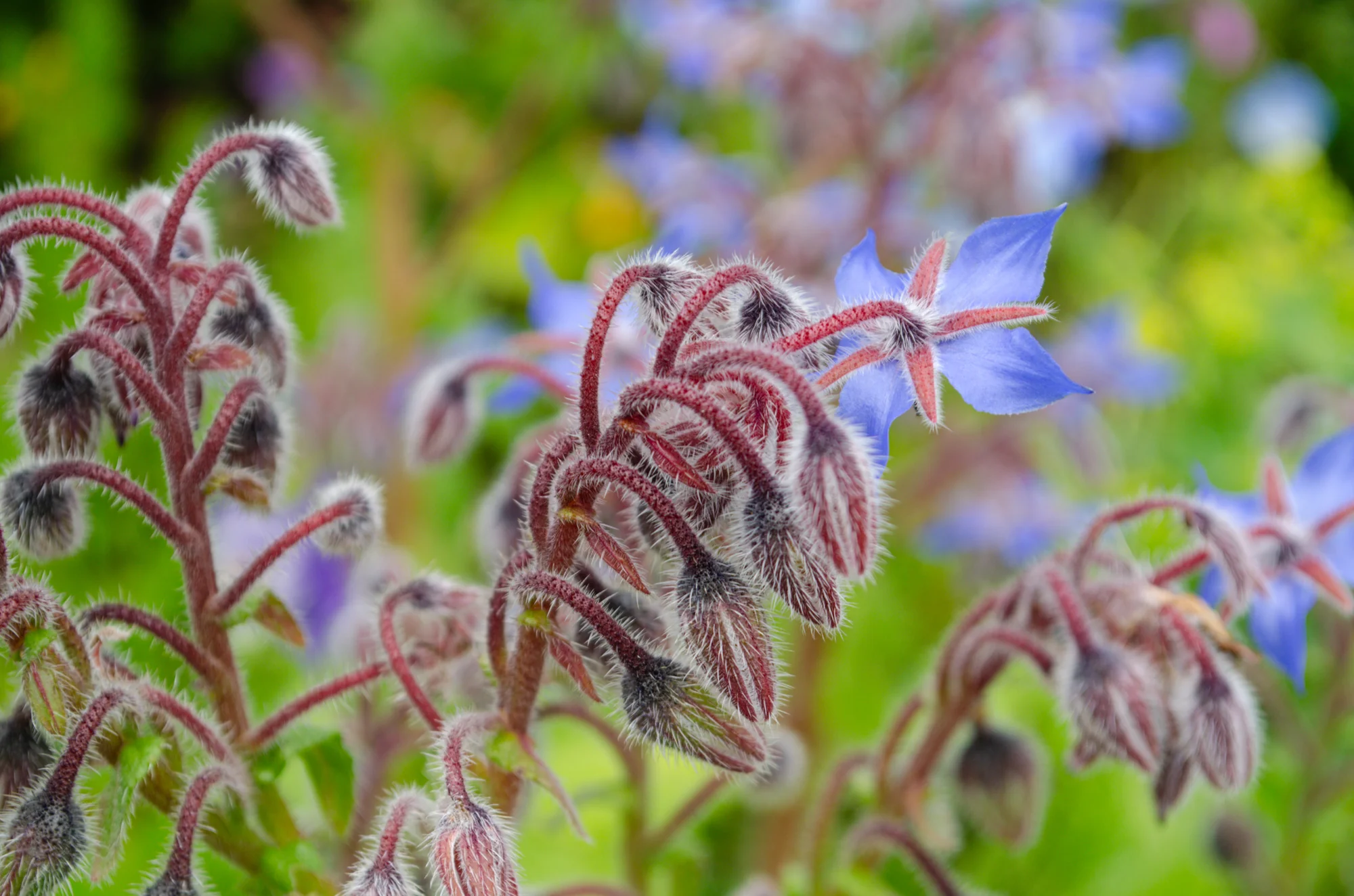 Mendocino Coast Botanical Gardens 9
