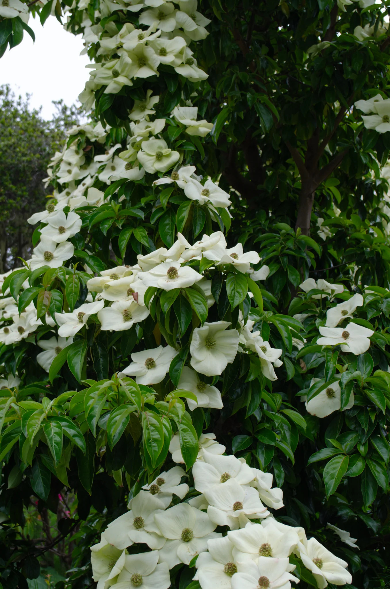 Mendocino Coast Botanical Gardens 13