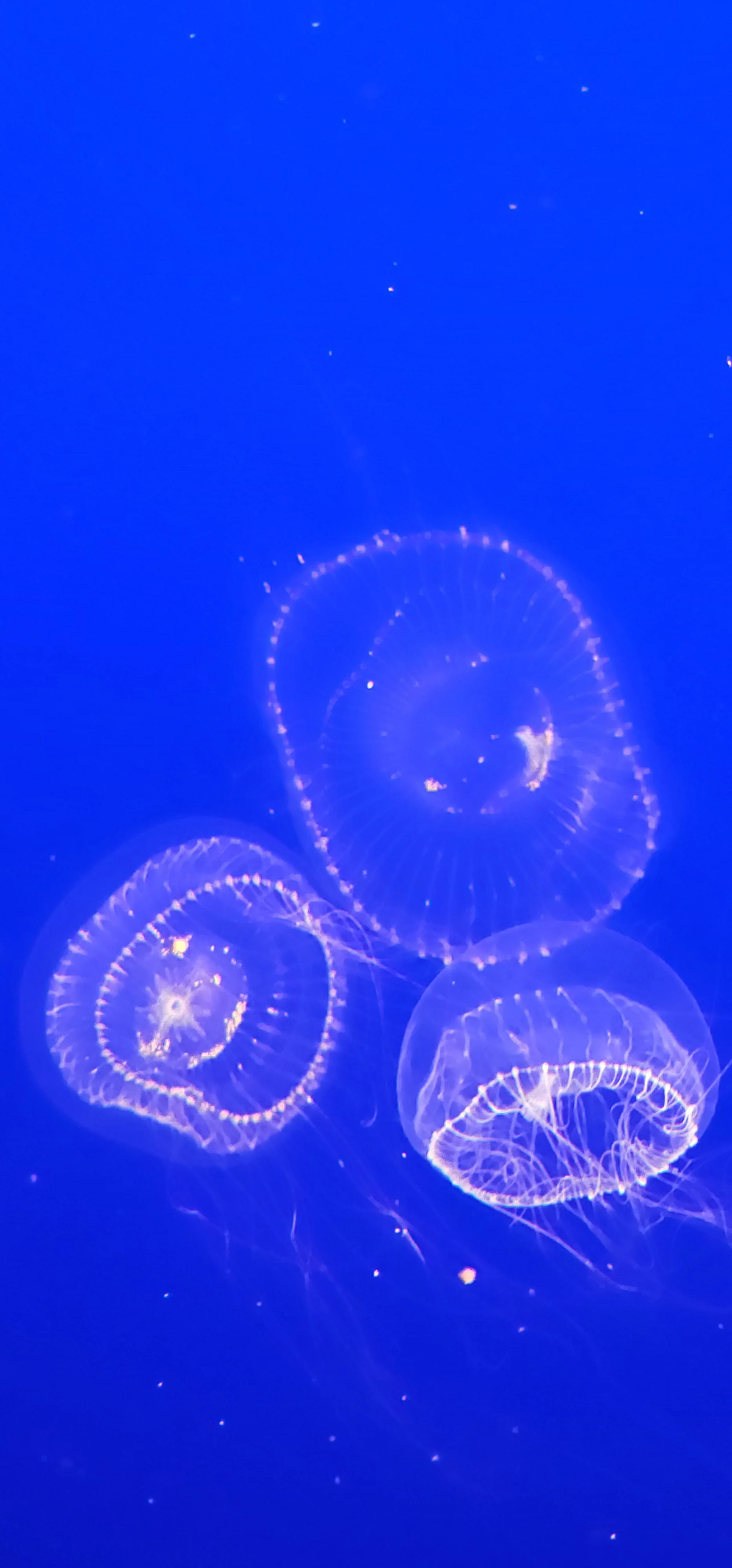 Monterey Bay Aquarium 3