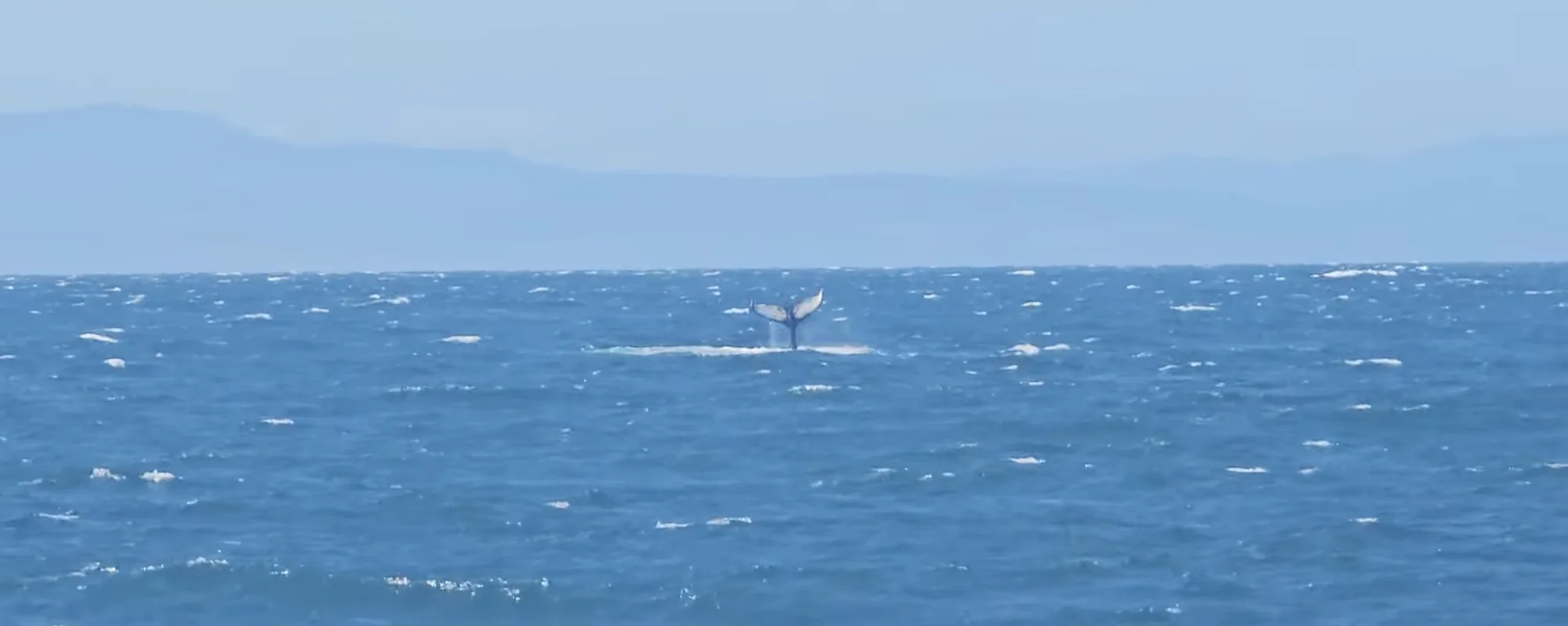 Monterey Bay Coastal Trail 5