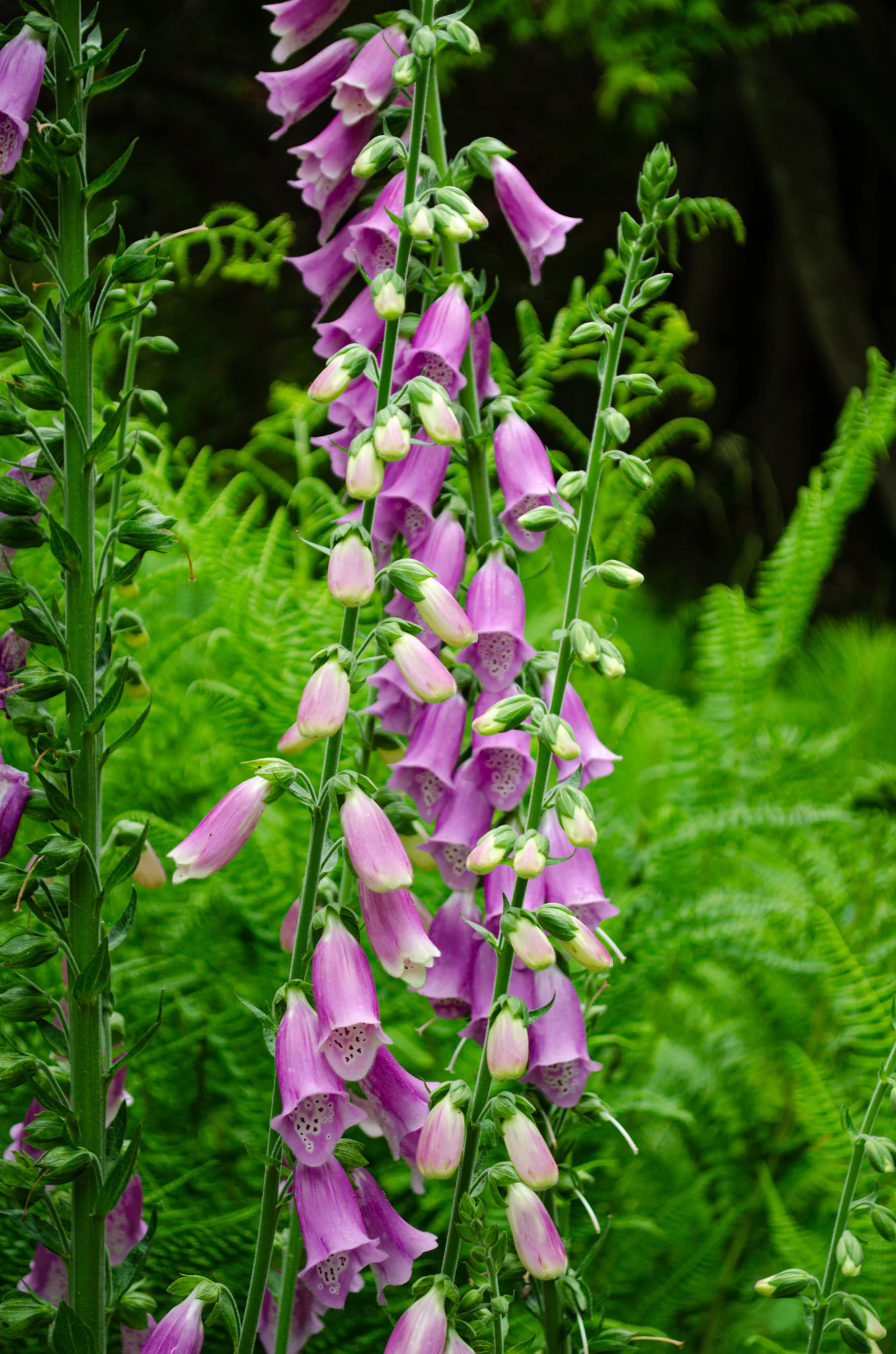 Mendocino Coast Botanical Gardens 14