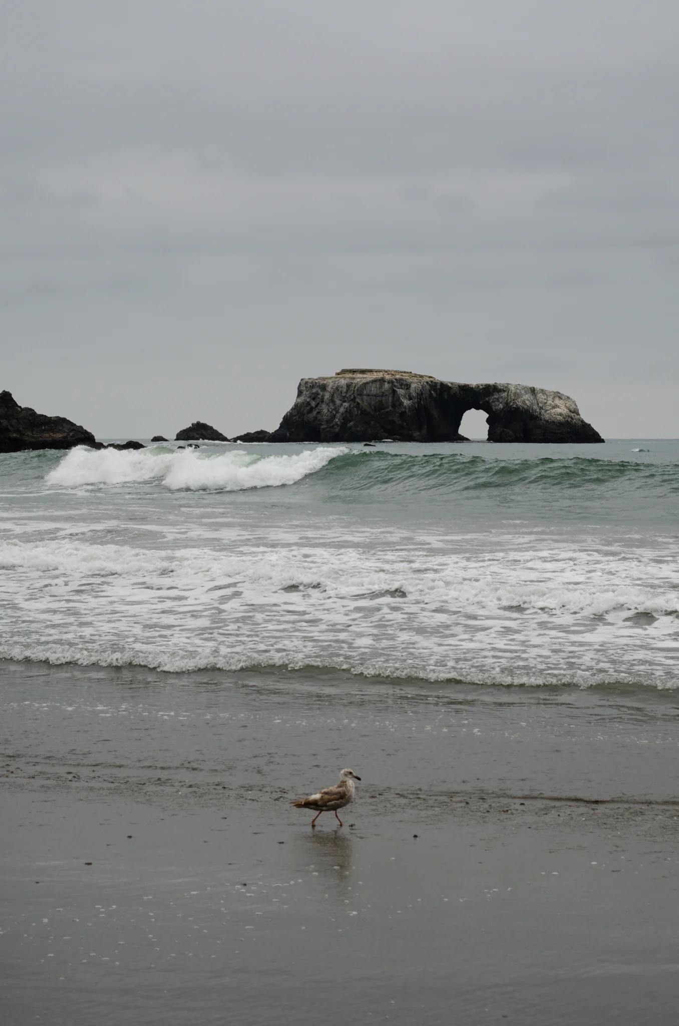 Goat Rock Beach 8