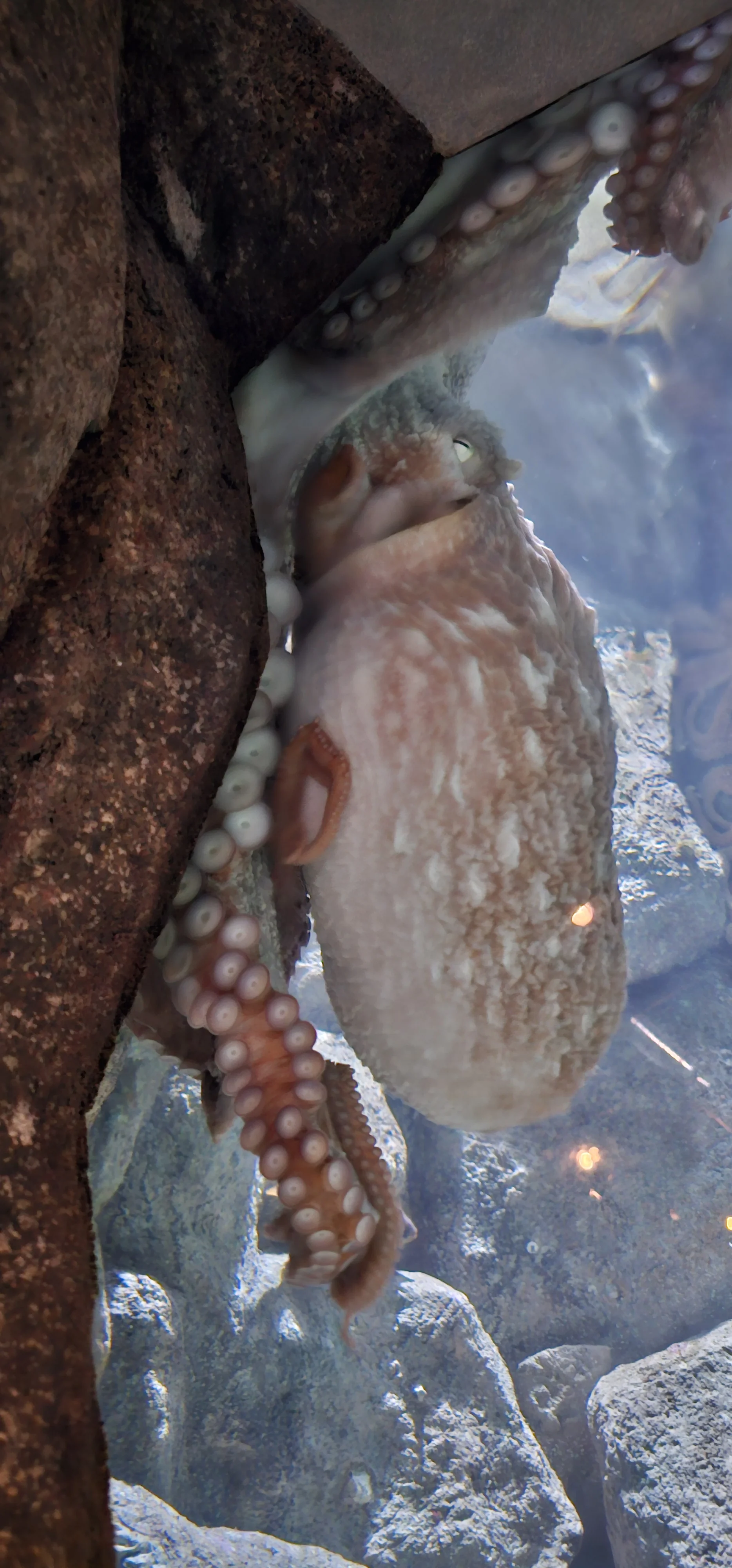Monterey Bay Aquarium 1