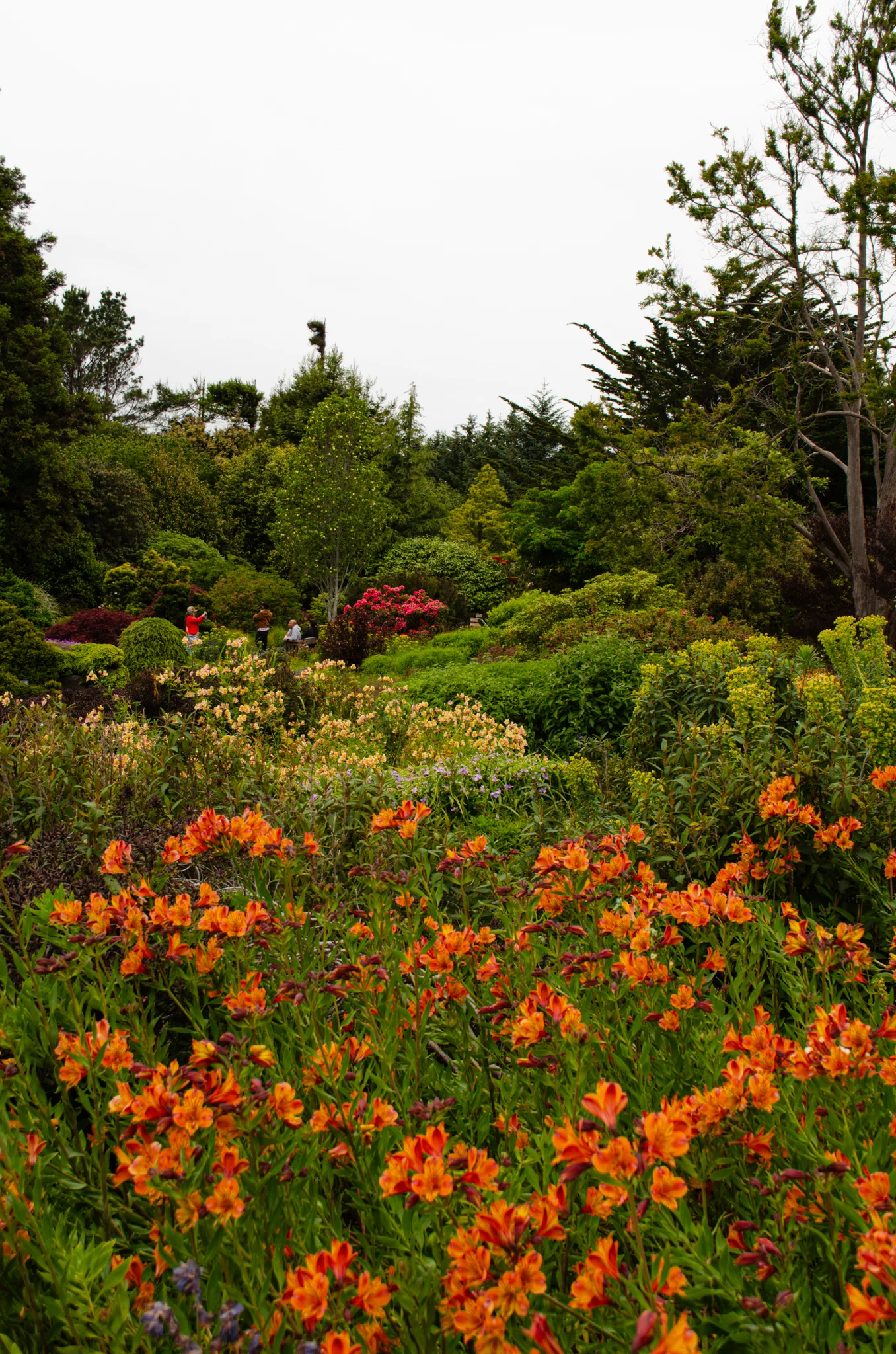 Mendocino Coast Botanical Gardens 8