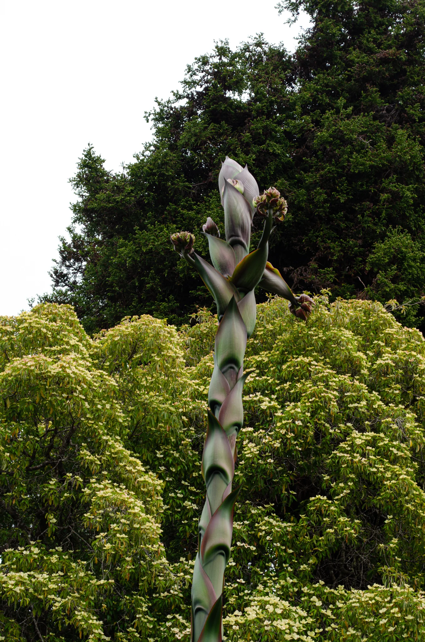 Mendocino Coast Botanical Gardens 11