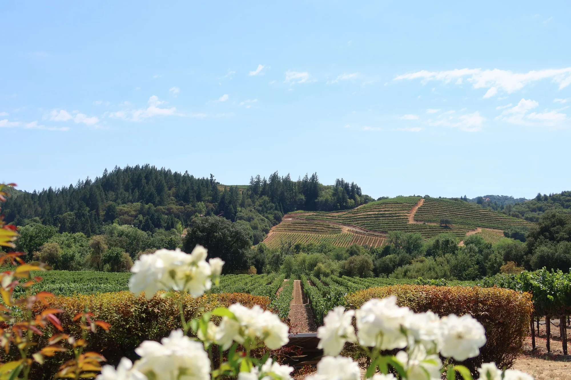 6 Days in Napa and Sonoma Wine Country 1