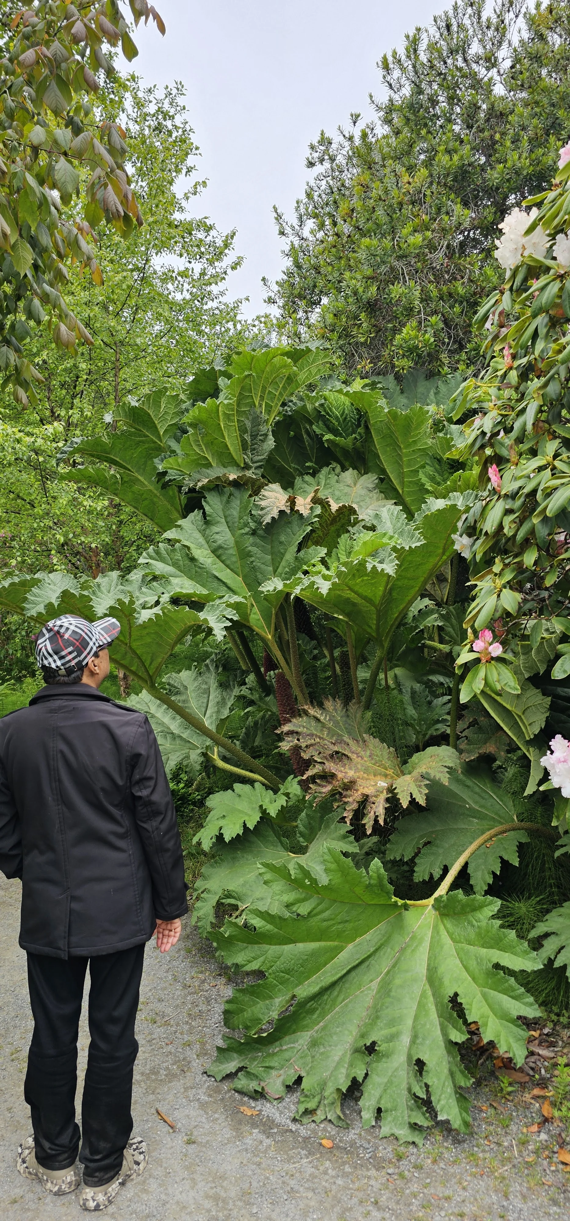 Mendocino Coast Botanical Gardens 2